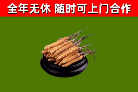 西华回收散虫草